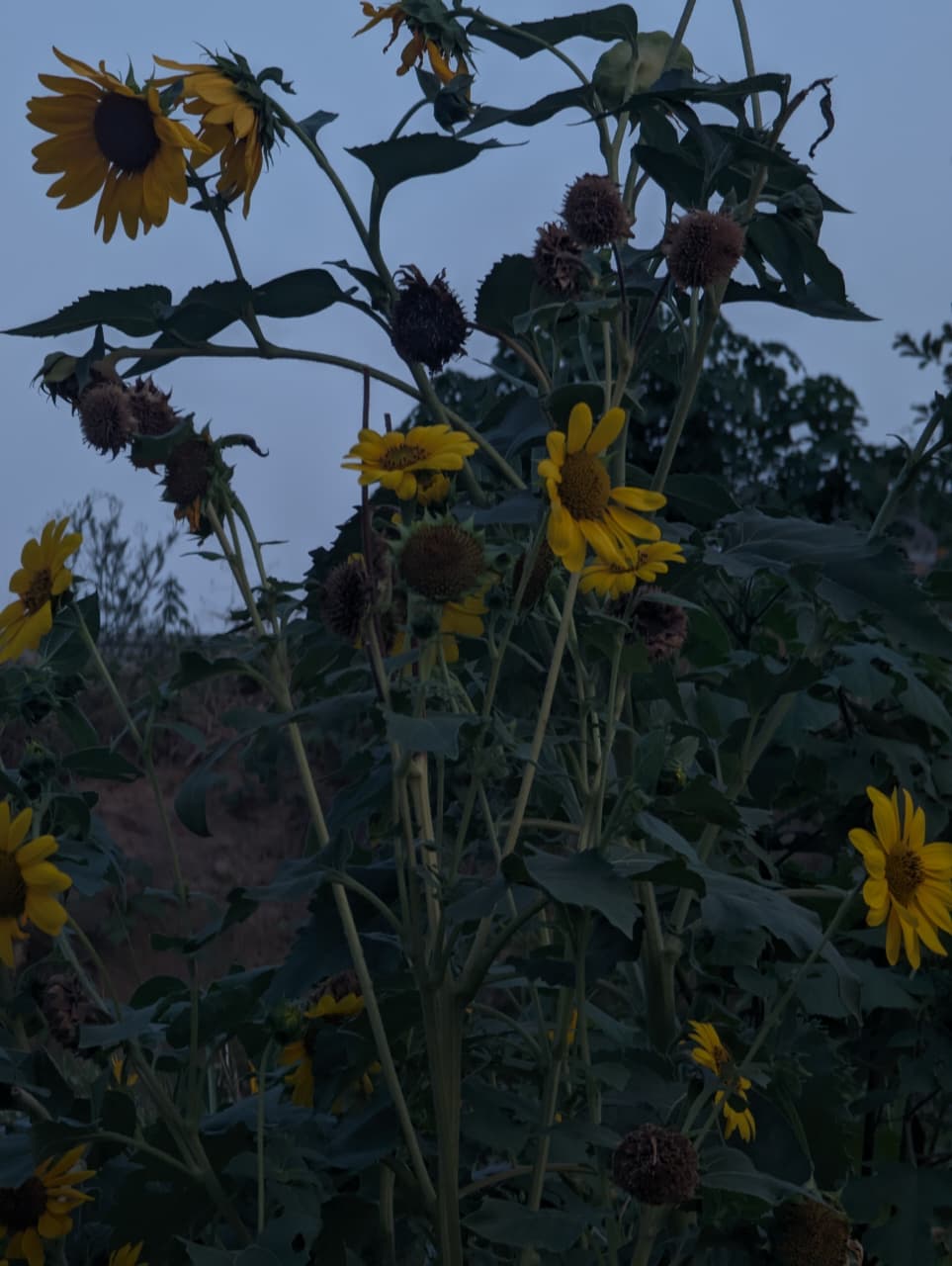 Tall yellow sunflowers standing against a dusky sky in an outdoor field, conveying a quiet late evening mood.