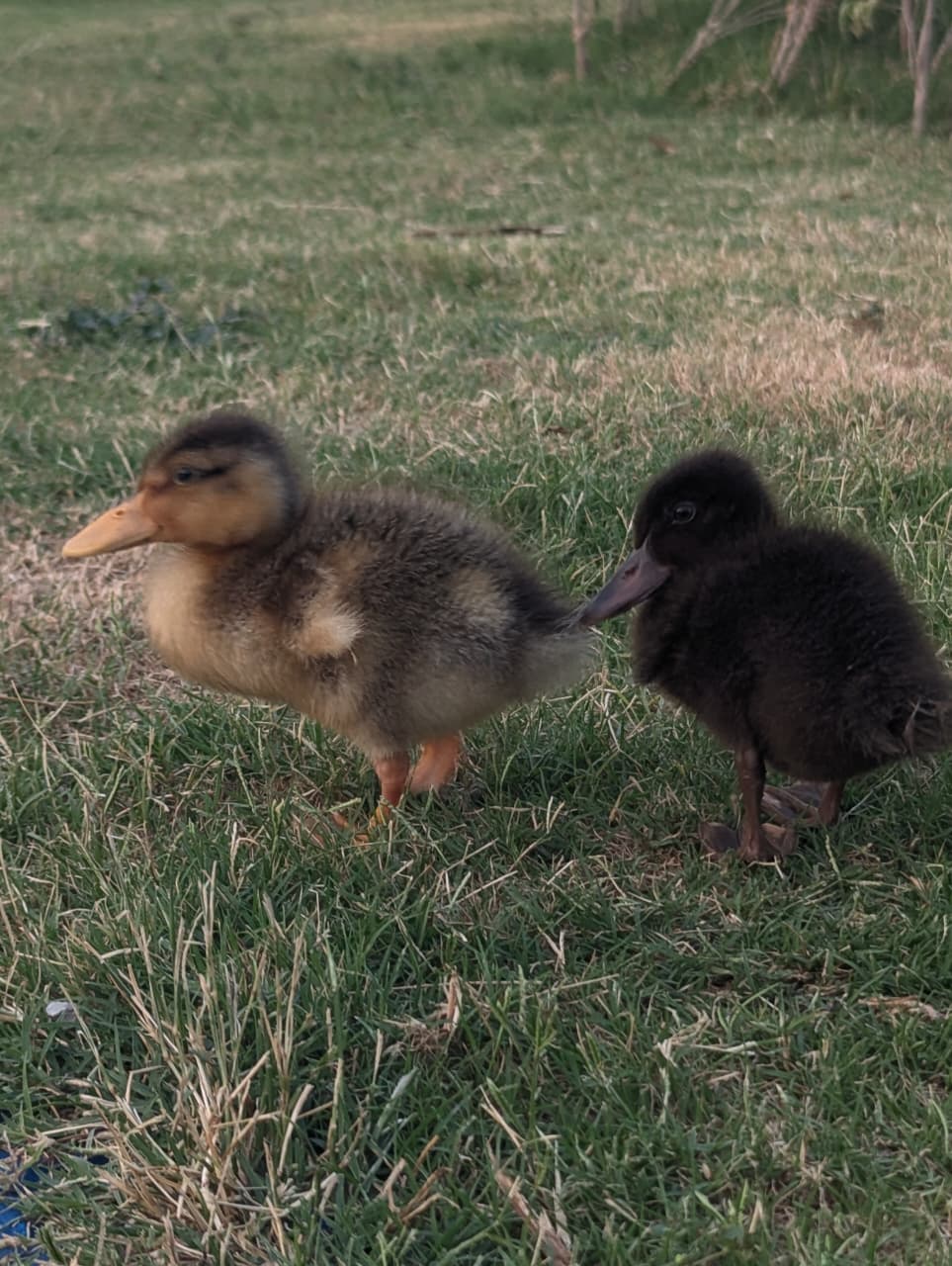 Two ducklings standing on grass in an outdoor field, one light brown and one dark black, with a calm gentle mood