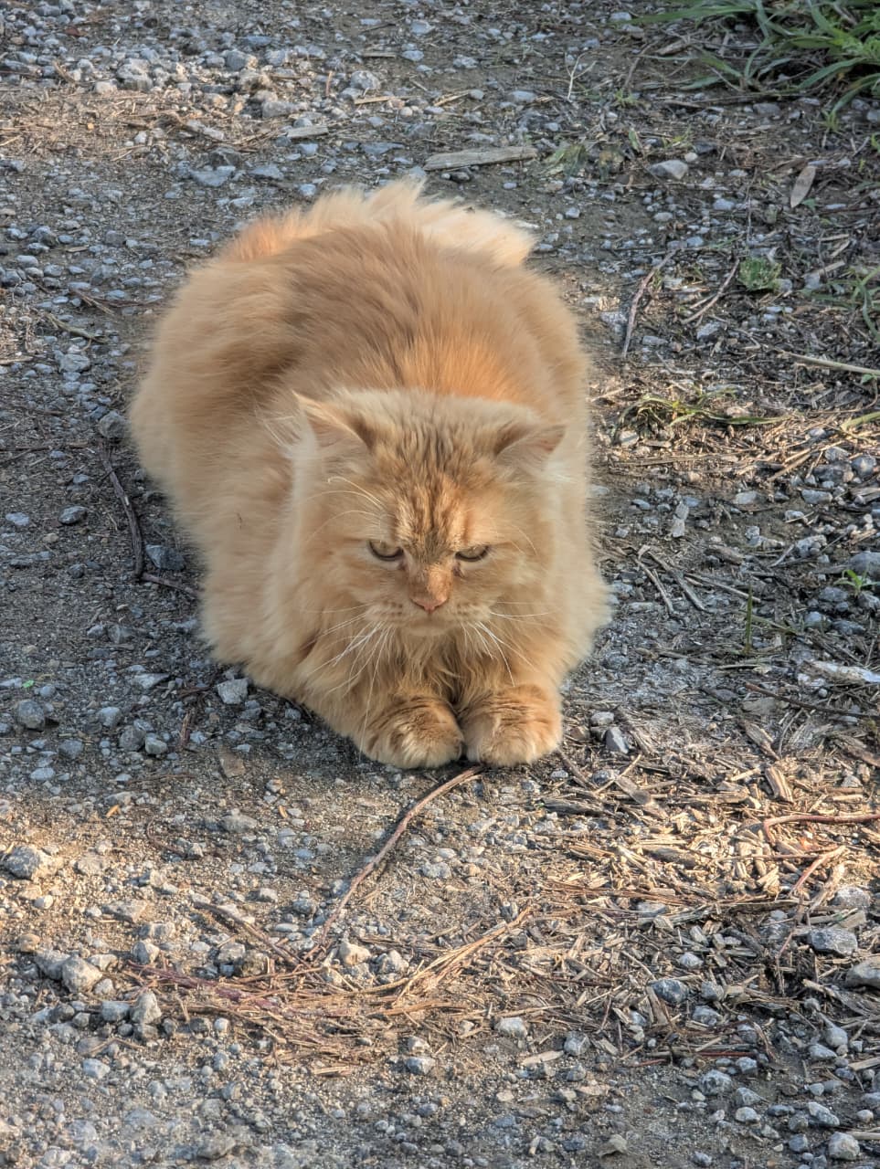 Fluffy ginger cat sitting on gravel and dirt looking calmly forward in soft outdoor light